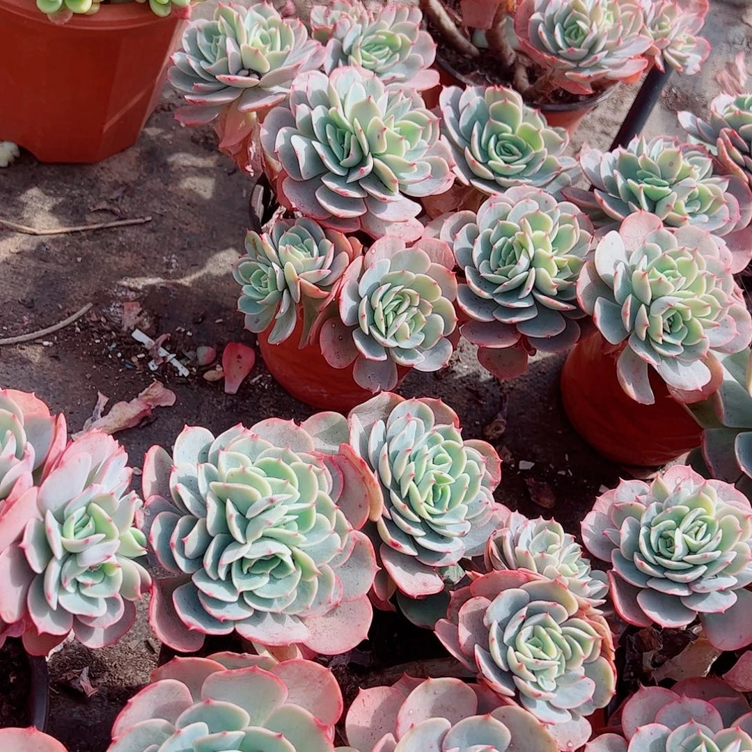 白雪公主多头群生老桩特价