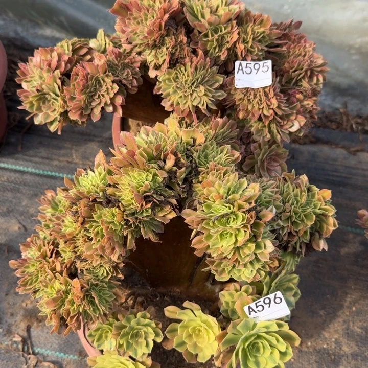 梦幻七彩法师锦缀化2棵，595.596