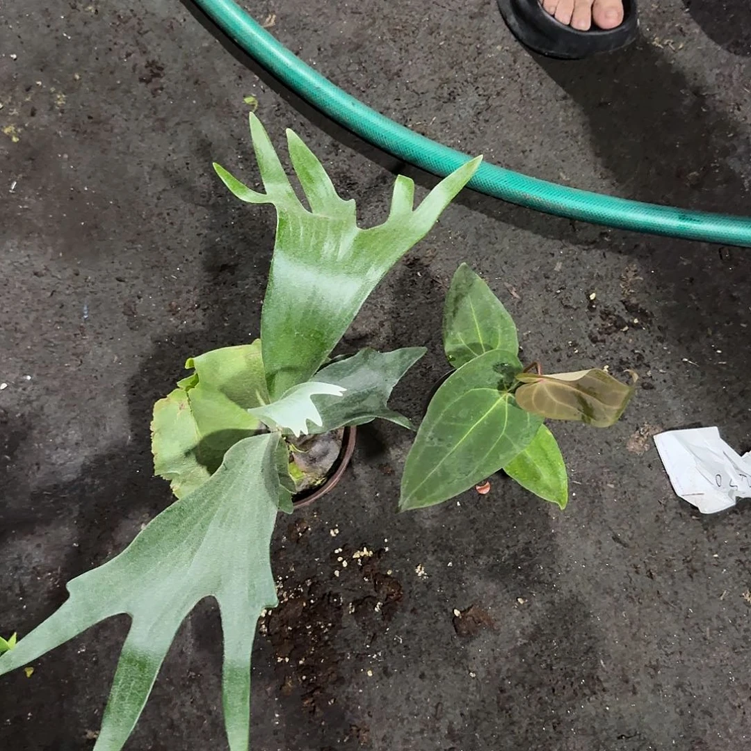 完全开放二岐➕红水晶杂组合随机发