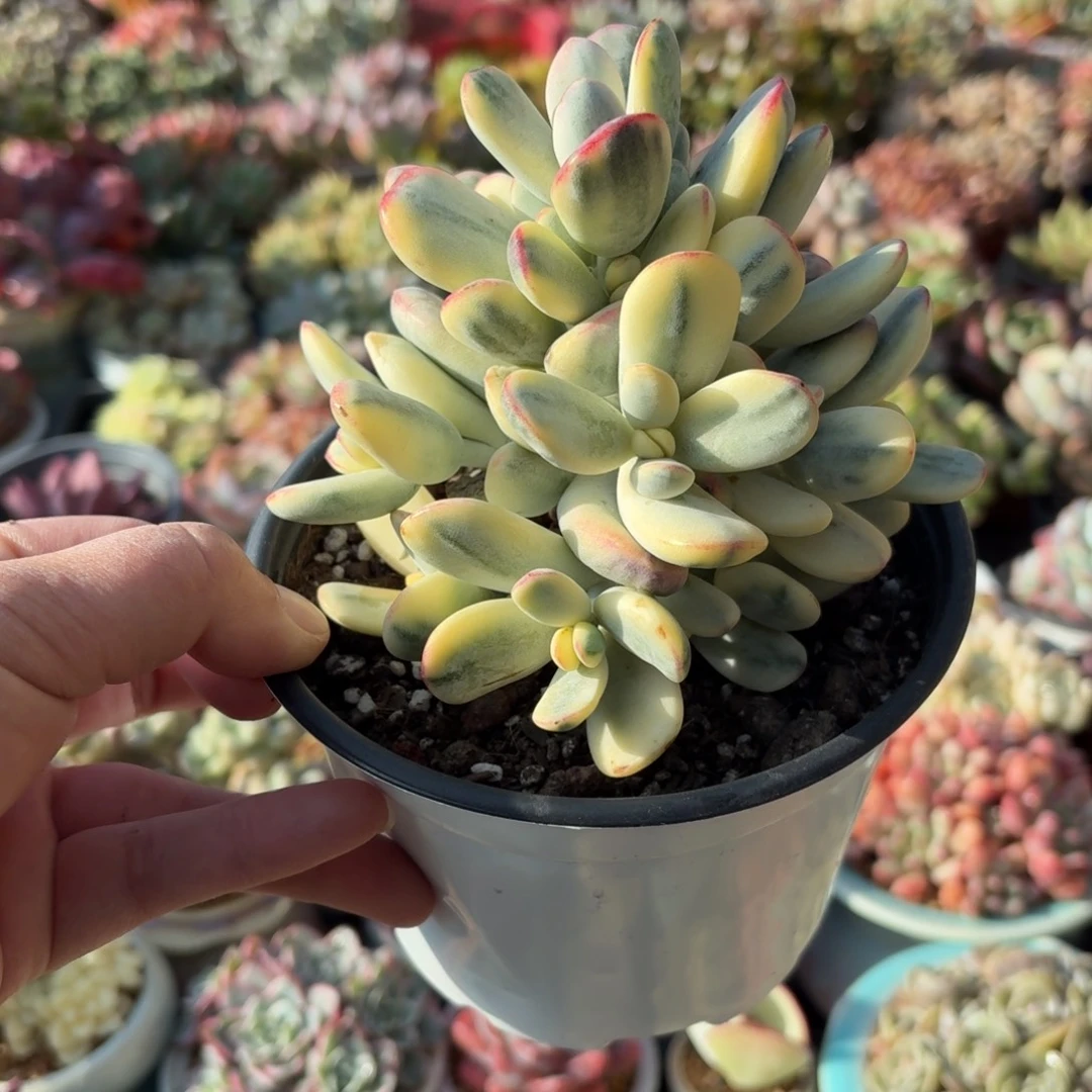 乒乓福娘锦多肉整群11