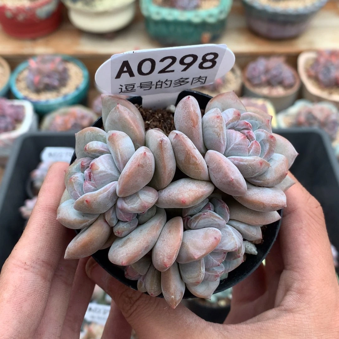 A0298 突尼斯 潜力股 有砍 8cm