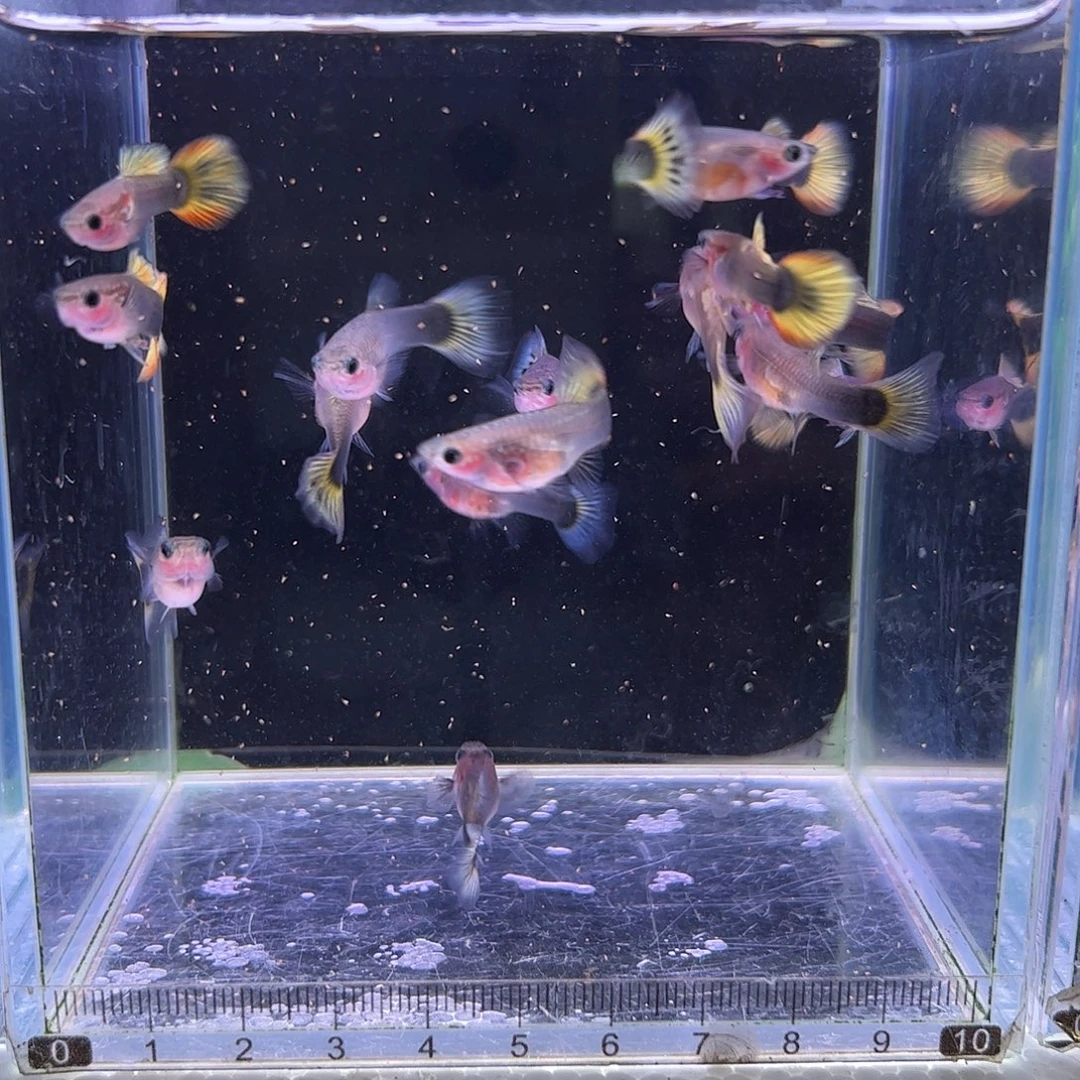 孔雀鱼小蜜蜂玻璃猫6对