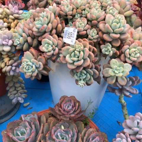 像****?1036红洛神多肉