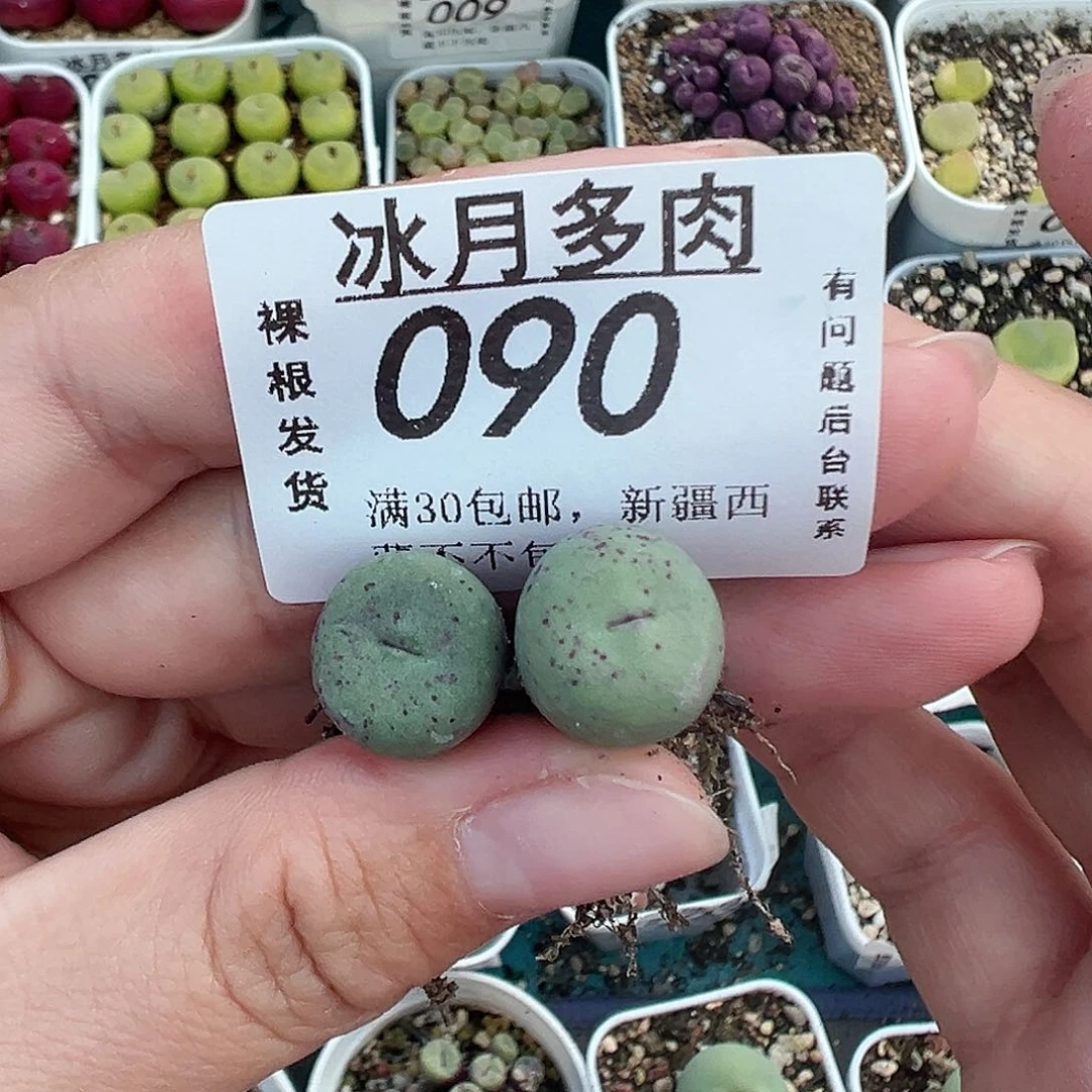 090两颗红嘴带盆土发货