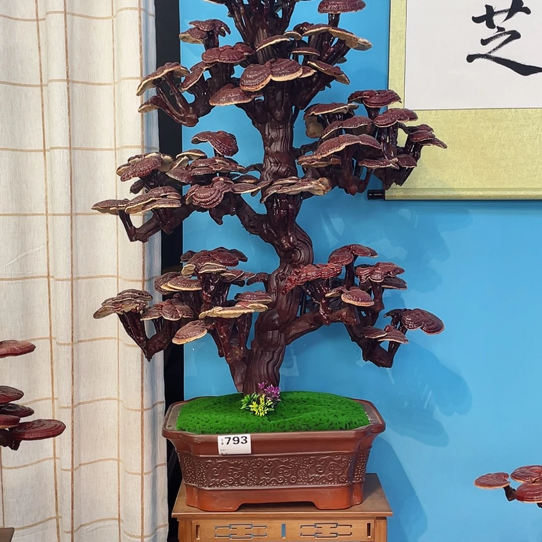 追***求灵芝盆景88888888