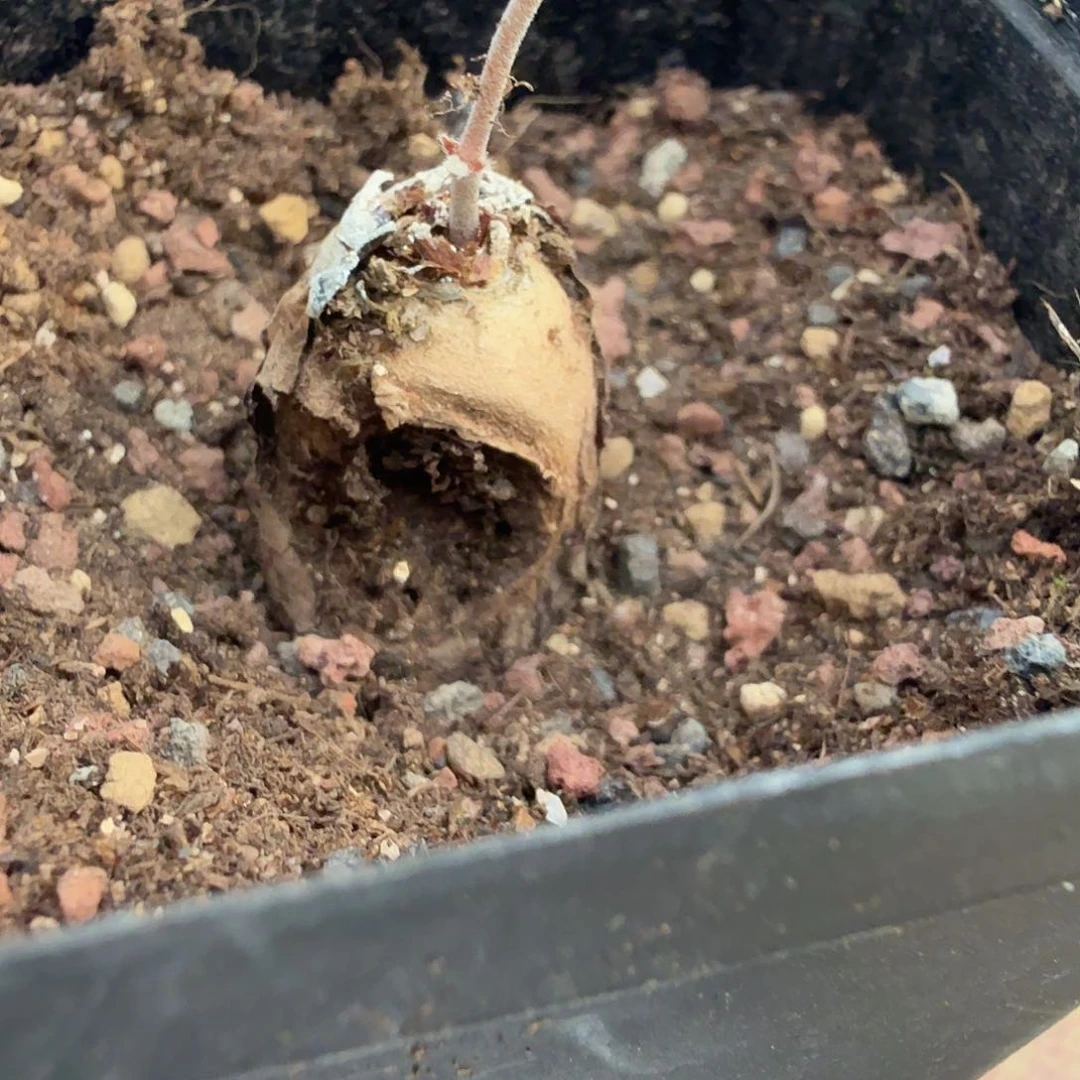 虫子咬过的福利带盆