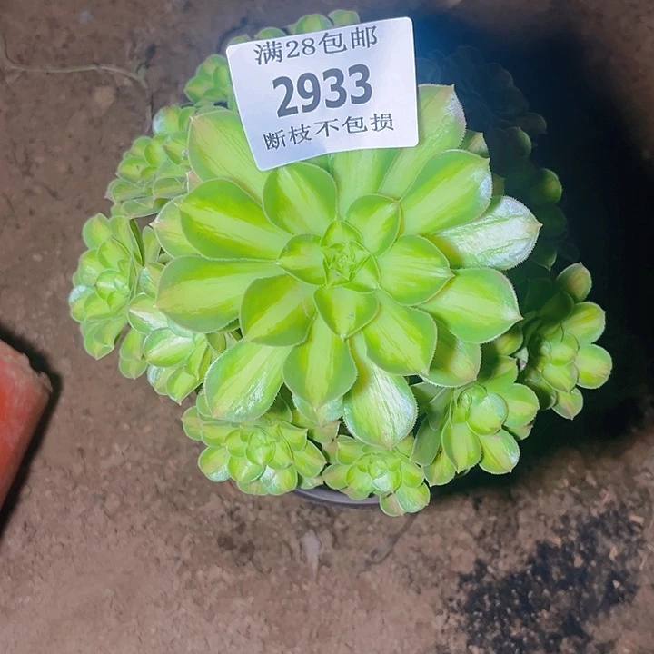 悦***心2933韶华多肉植物保护