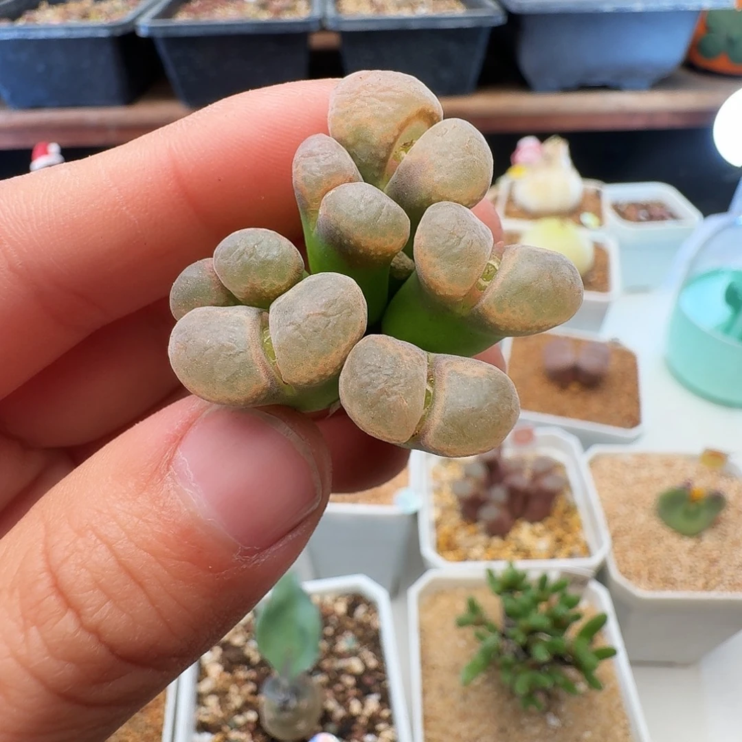 多肉植物福利肉锥877