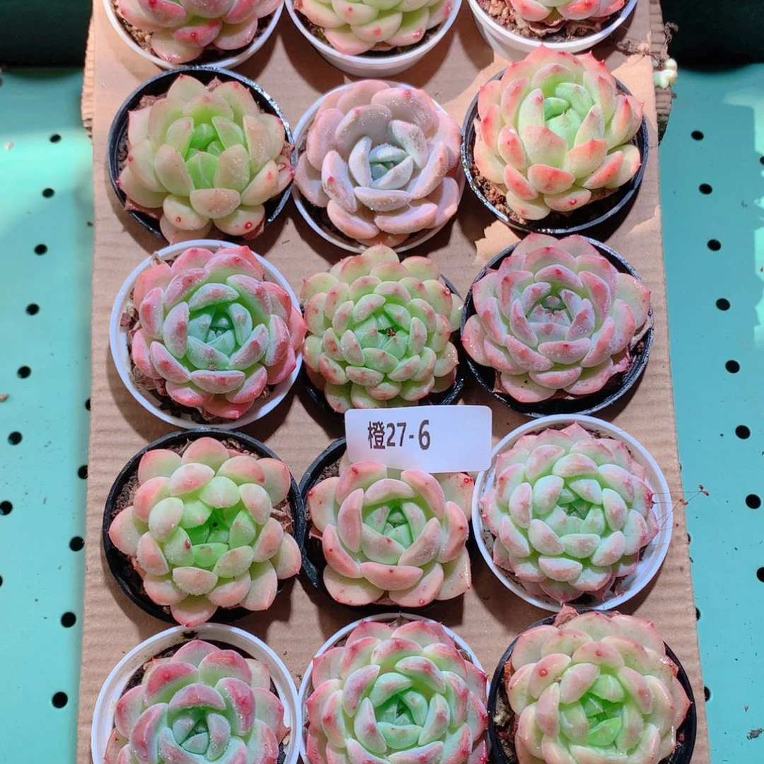 27-6一物一拍带盆18颗