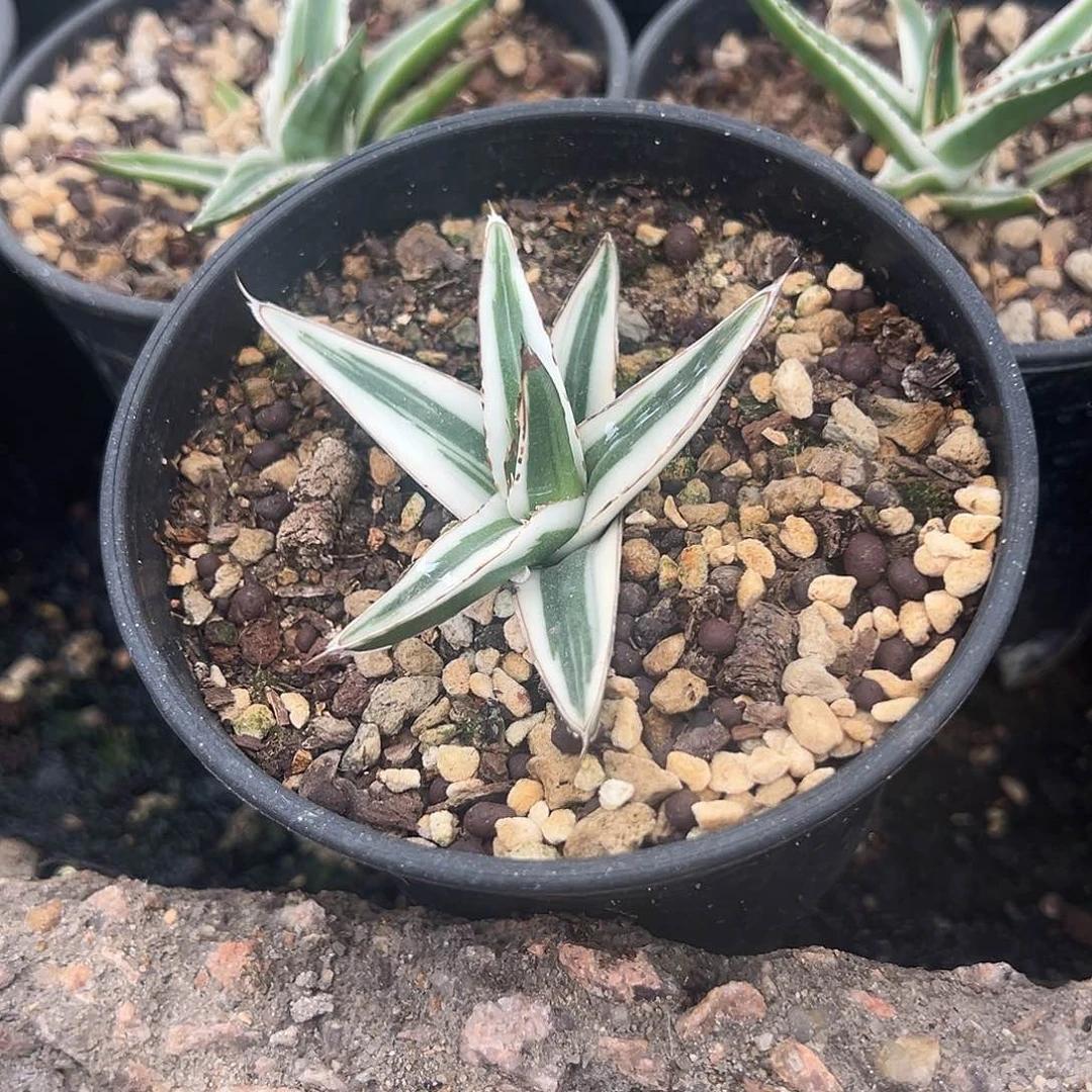 风**和冰山植物生长