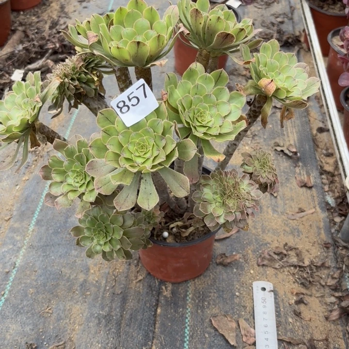甜***麻绿法师缀多肉植物不包损857