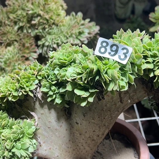 微***暖多肉植物一个玫瑰893