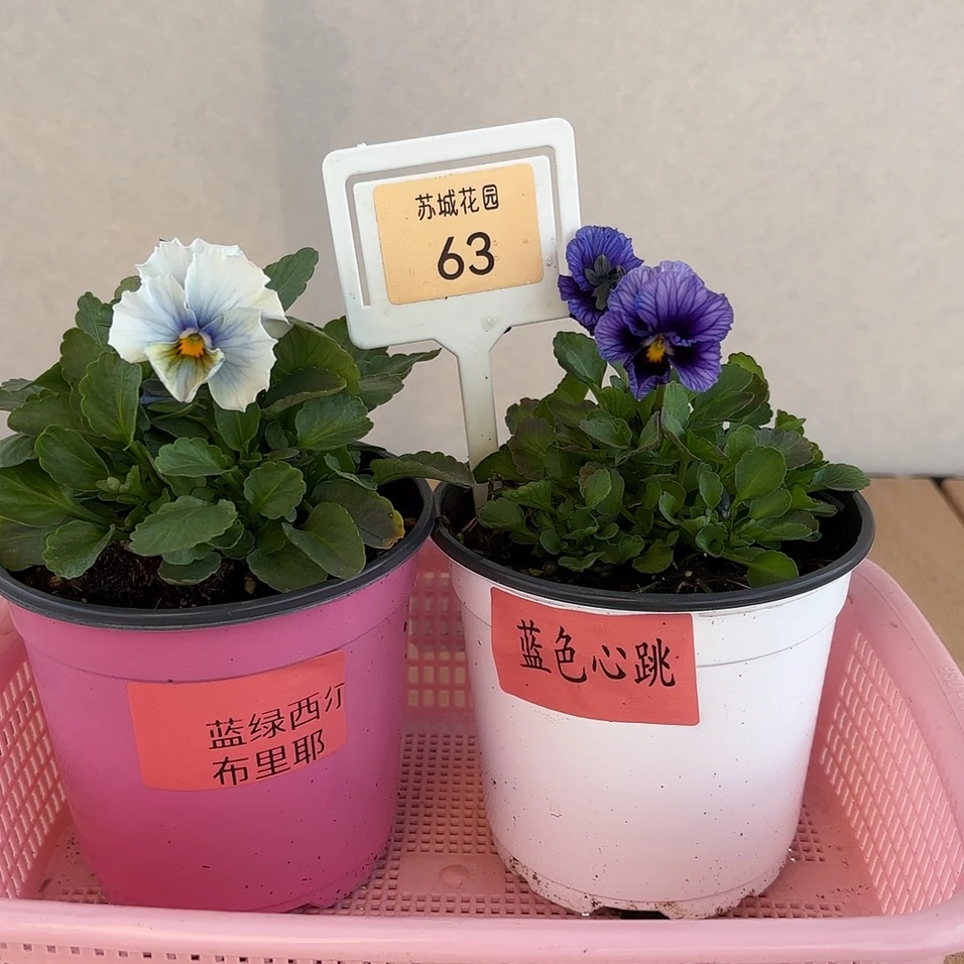 大部分开放少量花苞63