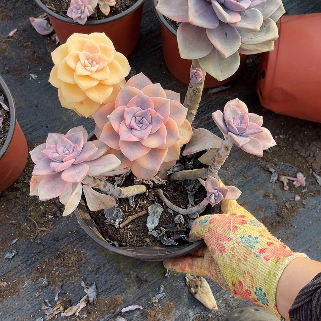 苏*苏多肉植物紫乐景C12