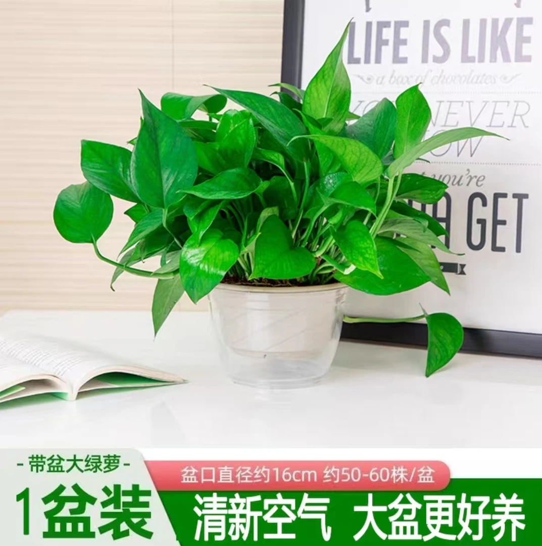 180规格绿萝盆栽室内好养净化空气除甲醛绿植花卉
