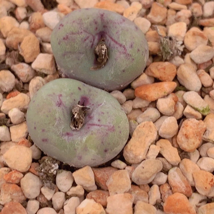 178588888588888558655866556888