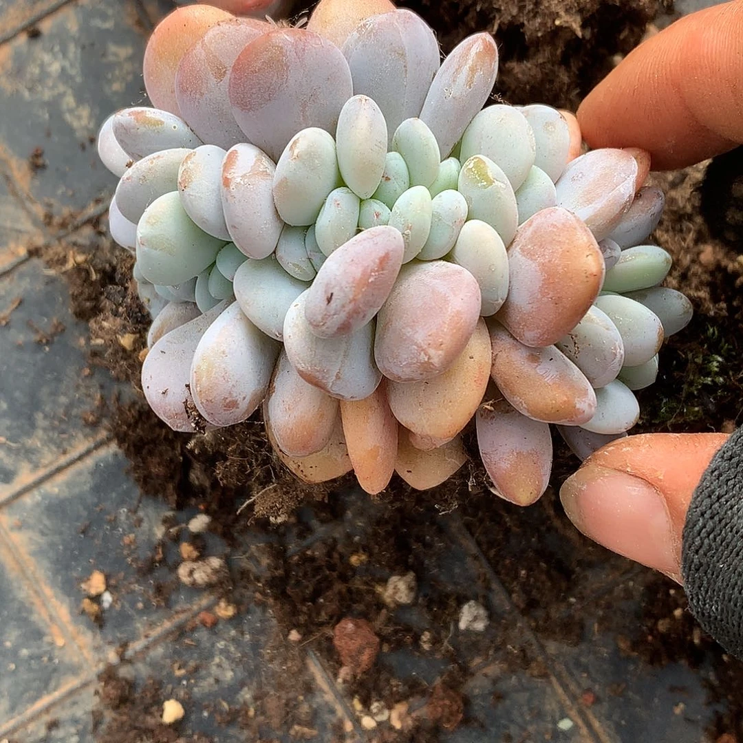 烟**冷烟花易冷粉兔