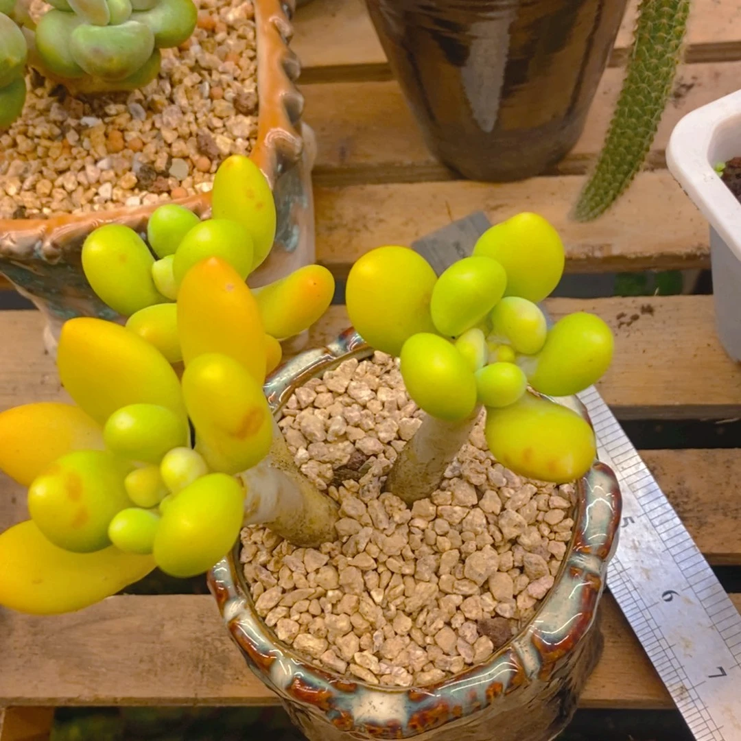 L***J多肉植物肉肉植物