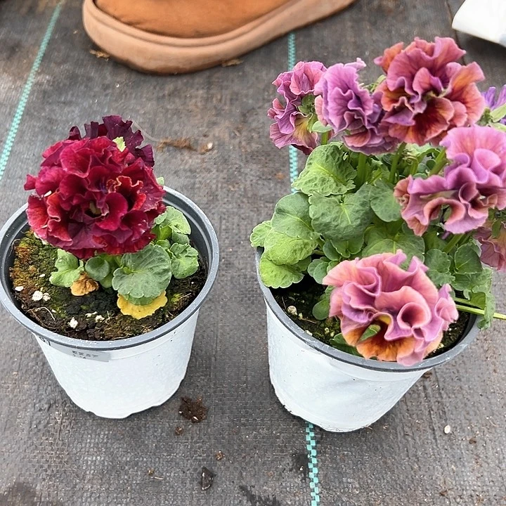 红陶抖音直播闪拍181