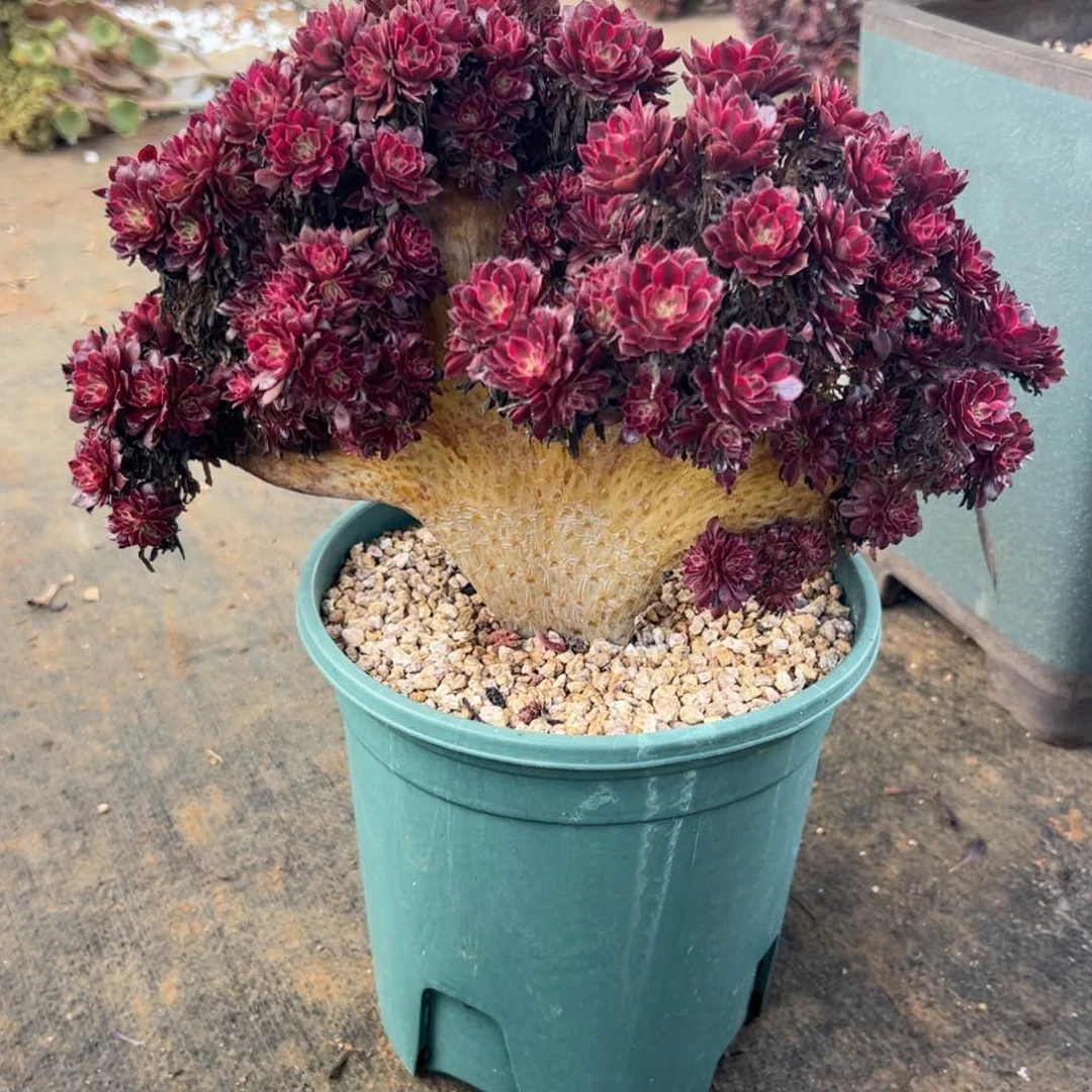 太***雨红铜超白全朵朵老桩送颗花