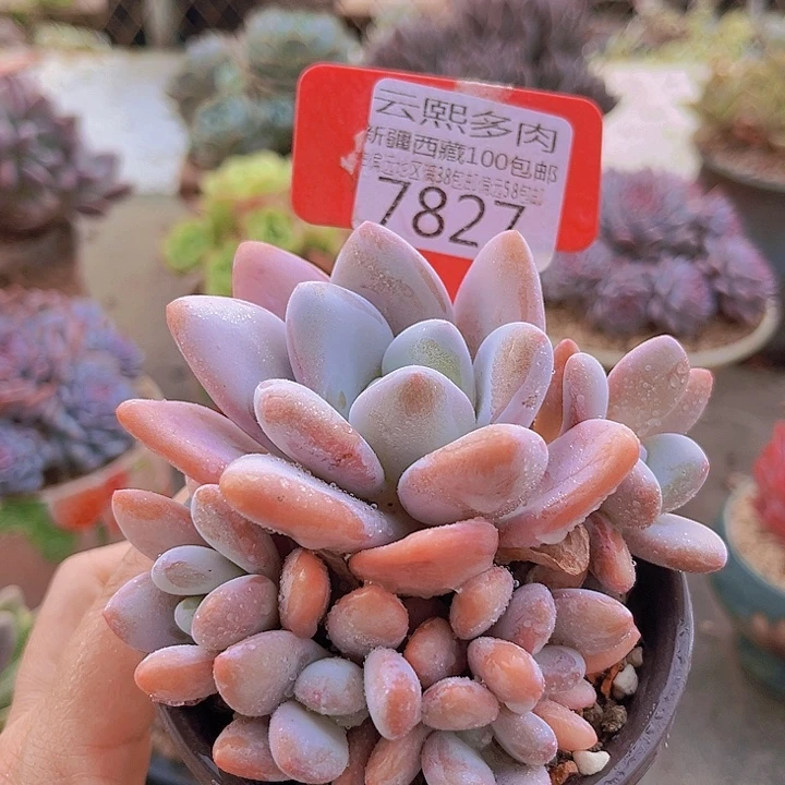 7827粉兔。
