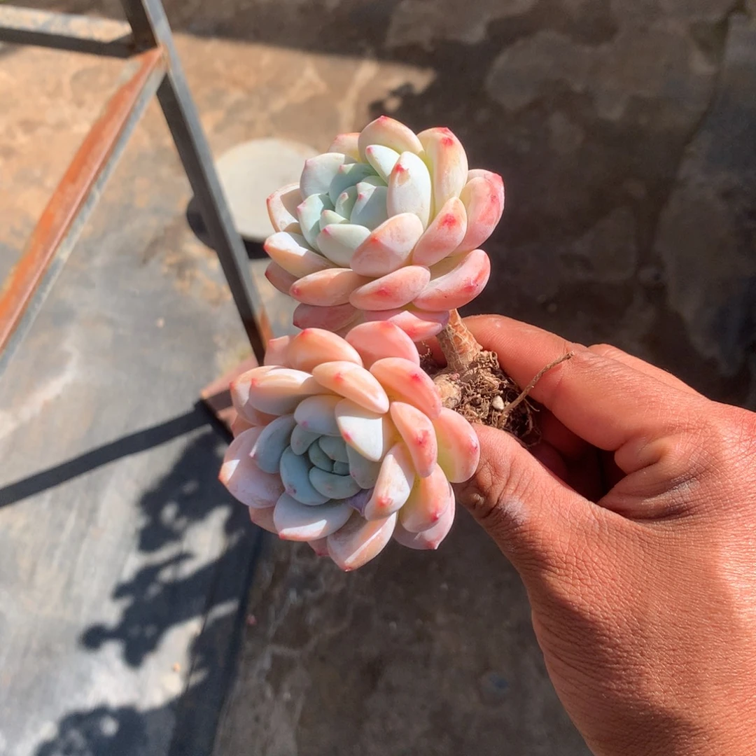 园****清楚明白你自己在干