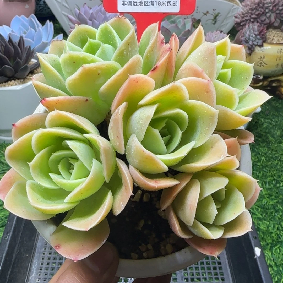 解忧多肉植物编号87