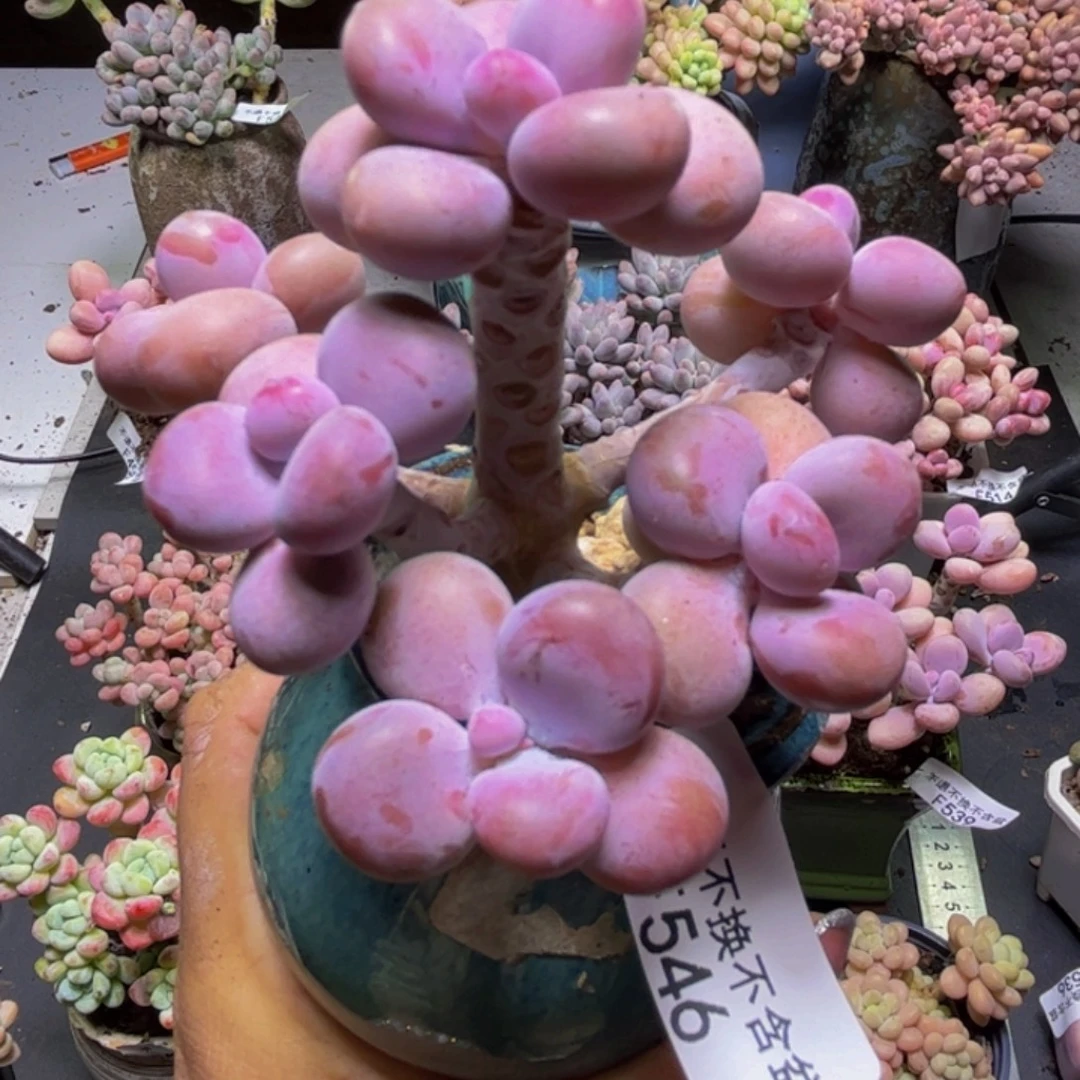 腰子桃蛋树546/8cm