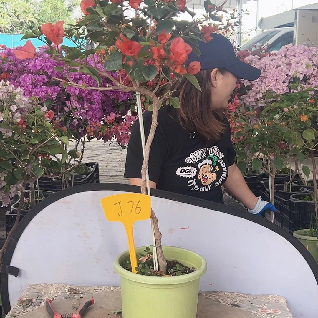 云***笑大部分花苞少量开放J76夕阳红或者泰国橙