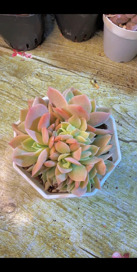 丝绸面纱缀（满12.9包邮）