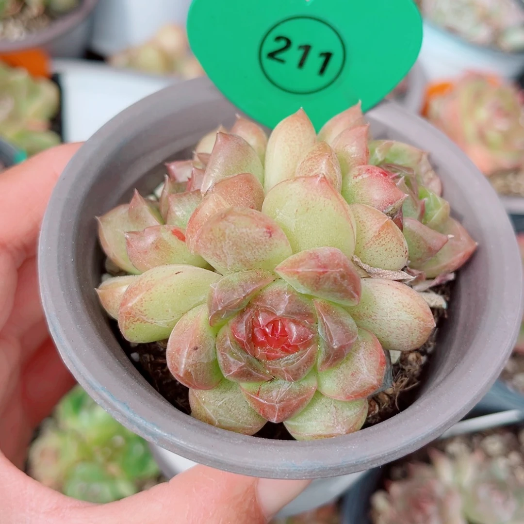 211号小老桩珍妮群