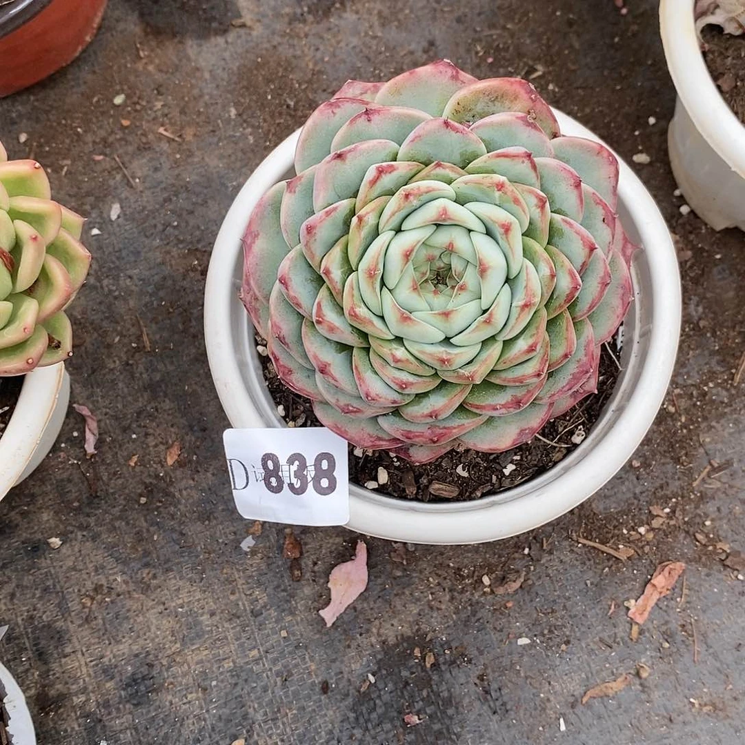 关*838天鹅绒多肉植物