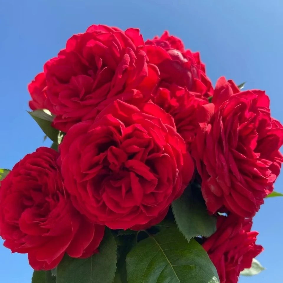 耐寒耐热大花花卉绿植盆栽室内外好养活