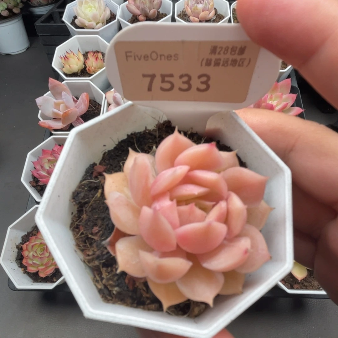 7533昂斯诺4.0厘米