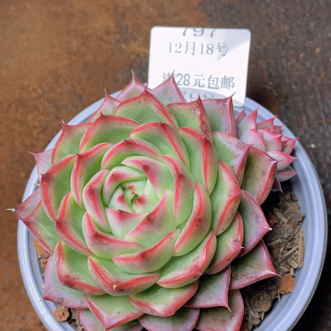 把自己的生活过得很好798