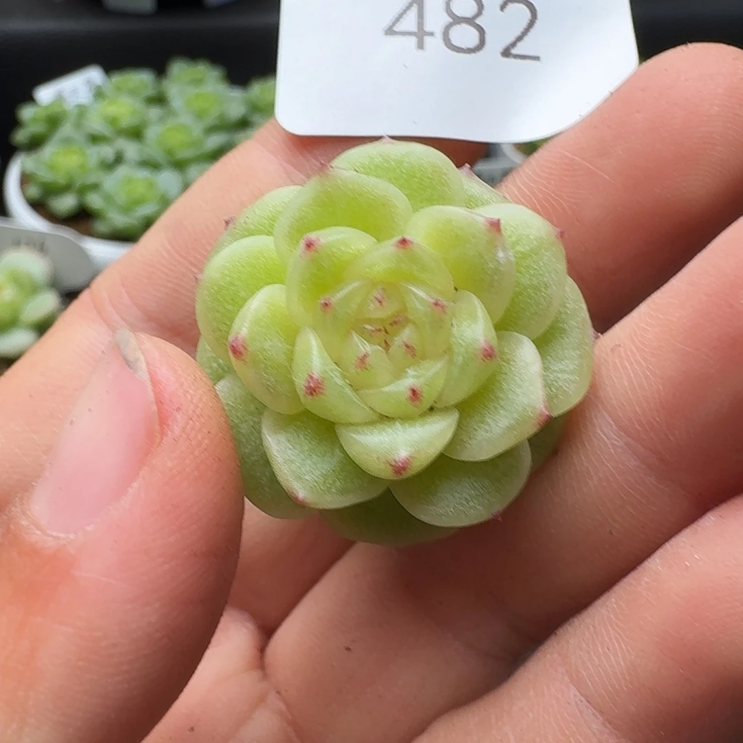 潦***糕一物一拍一物一拍916-482