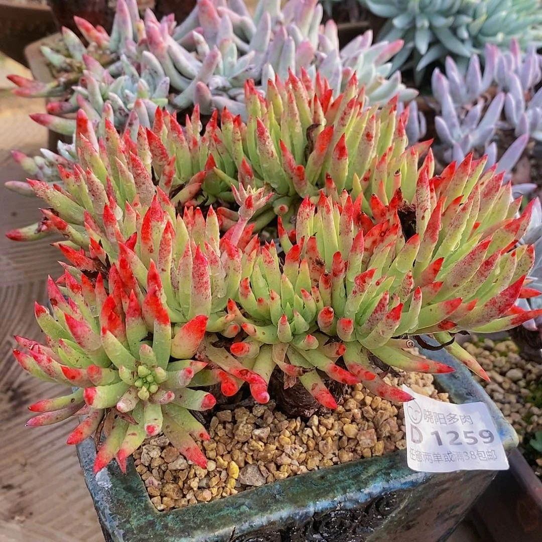 【闪购商品】哈哈哈哈维思辛达多肉1259