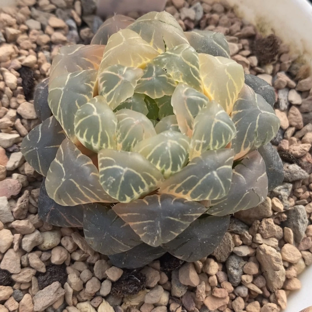 369糊斑湖水玉露锦弱根