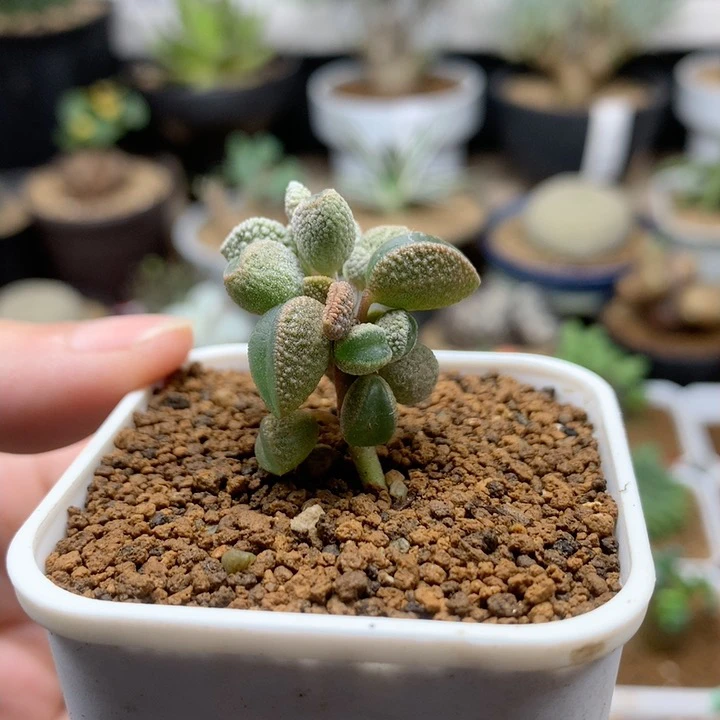 小蛤蟆椒草脱土多肉