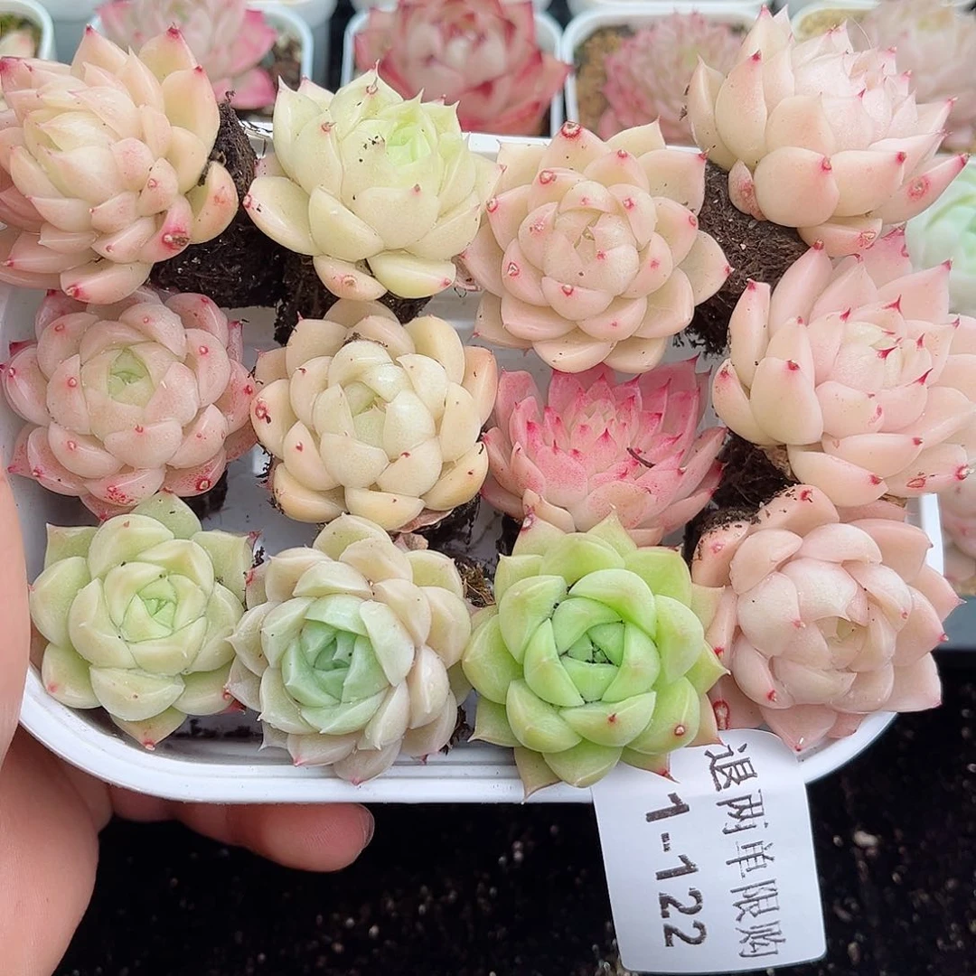 1-122 新疆西藏内蒙不发12.8包邮2-3公分多