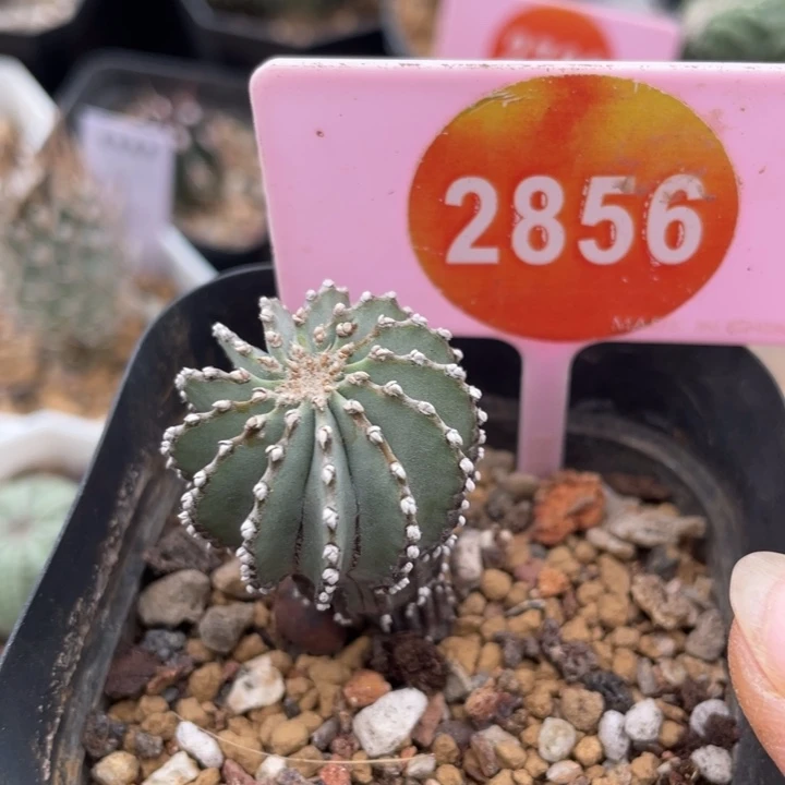 实生薄叶花笼一棵2856