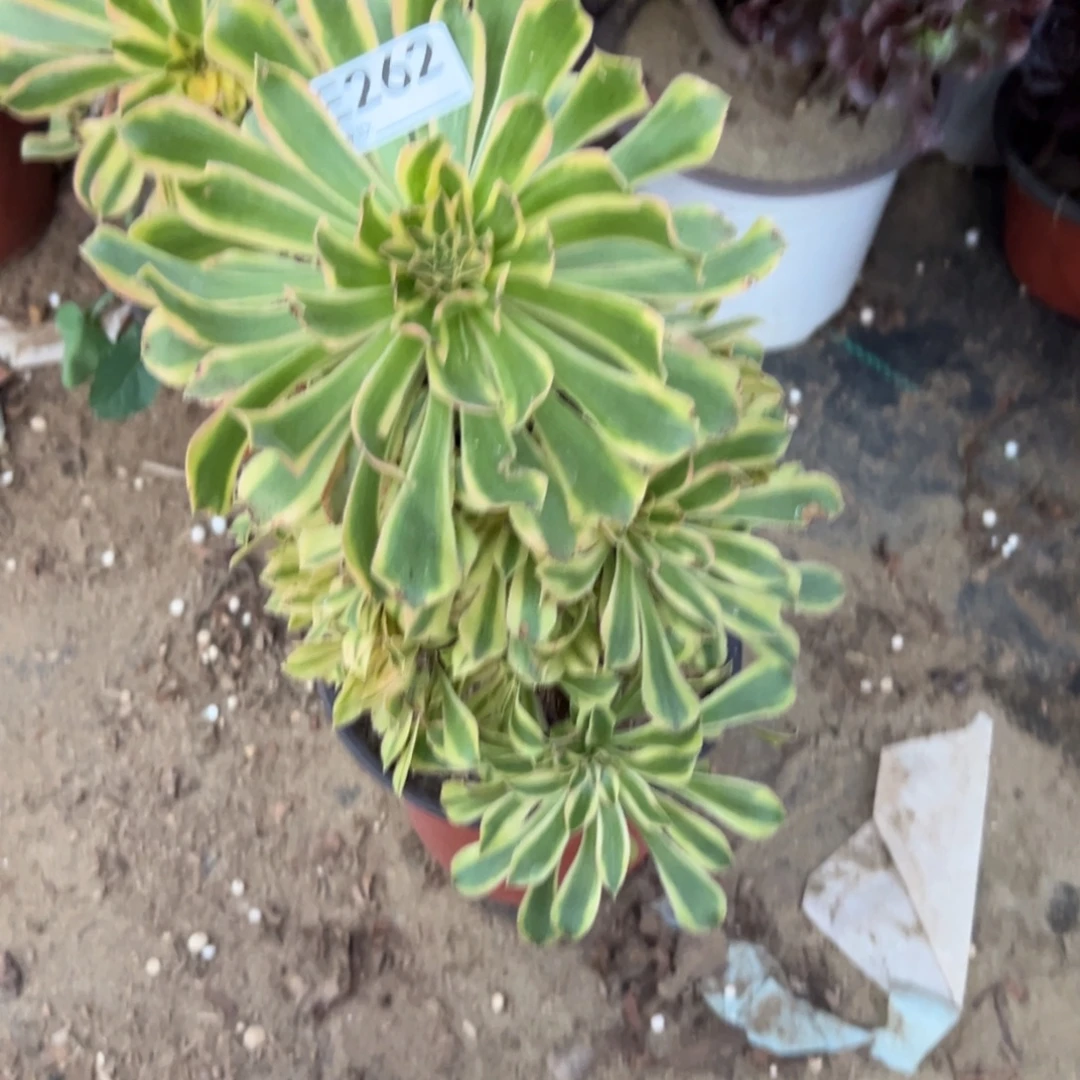 262夕颜多肉植物法师