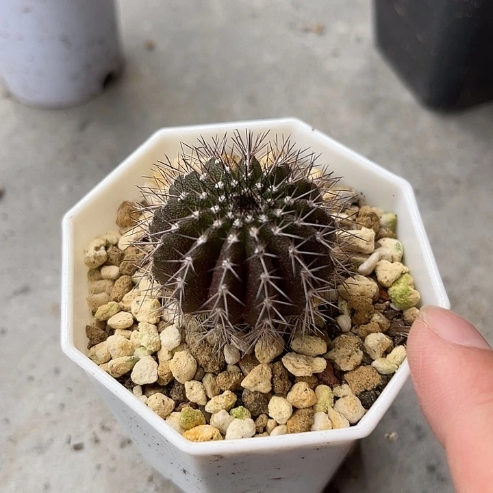无花朵实生尤伯球一物一拍