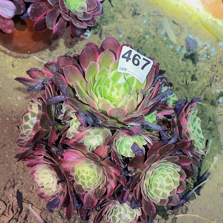 467孔雀翎多肉植物不售后