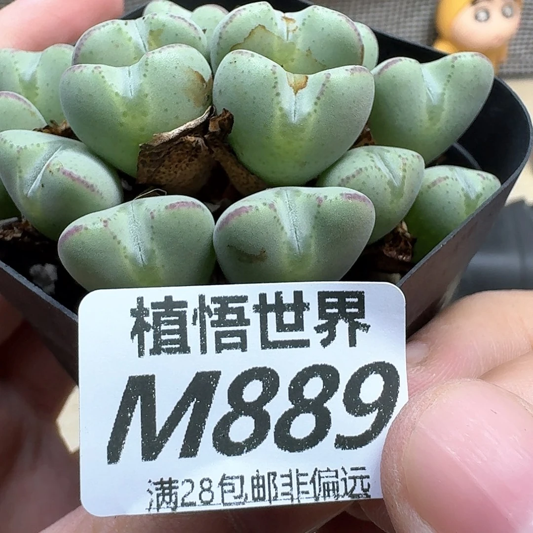 多肉植物的润泽地cv