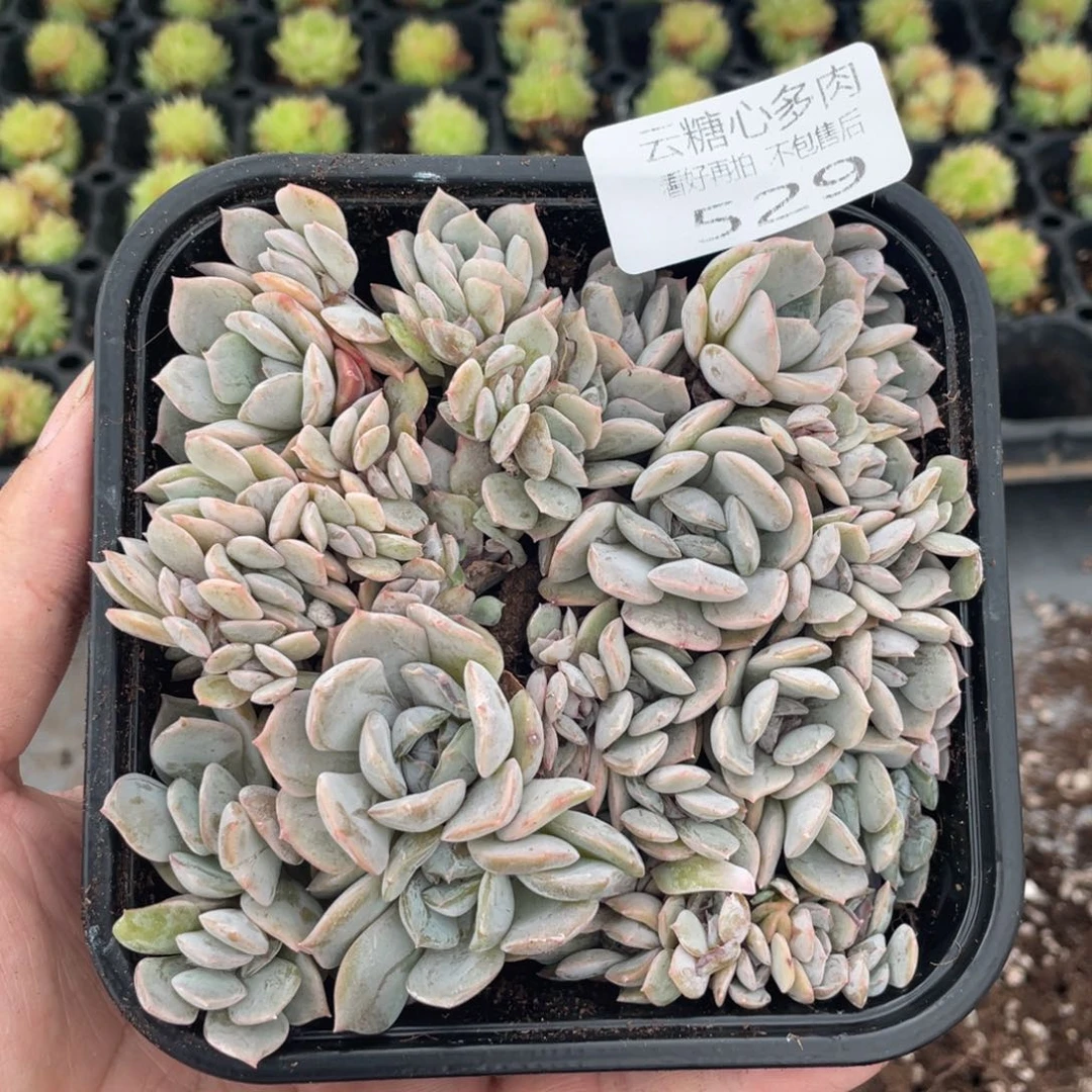 云糖心多肉植物529