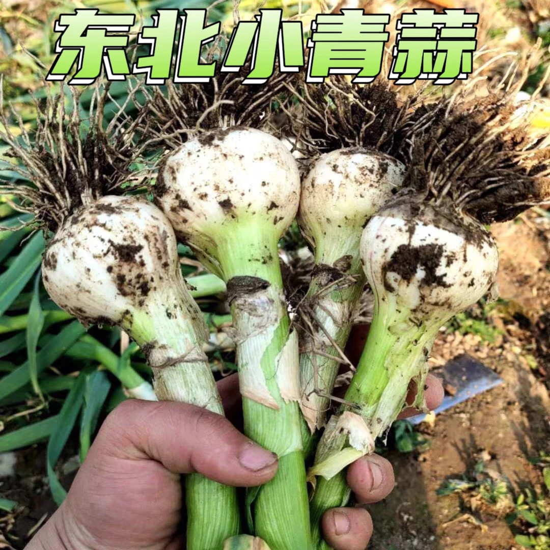 东北农家新鲜现挖白皮嫩青蒜适合腌制糖醋蒜