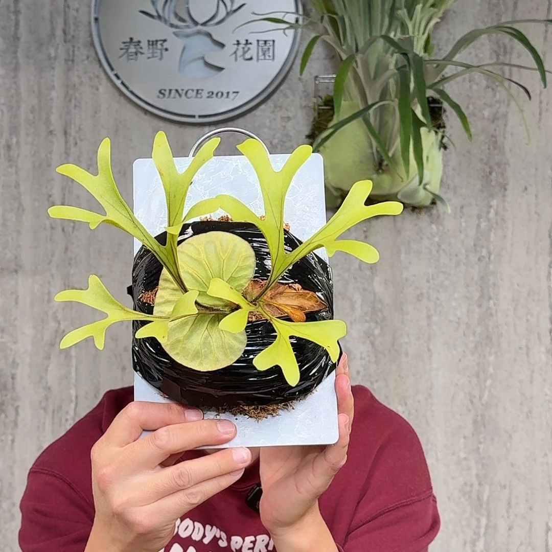 完全开放亚猴鹿角蕨春野花园