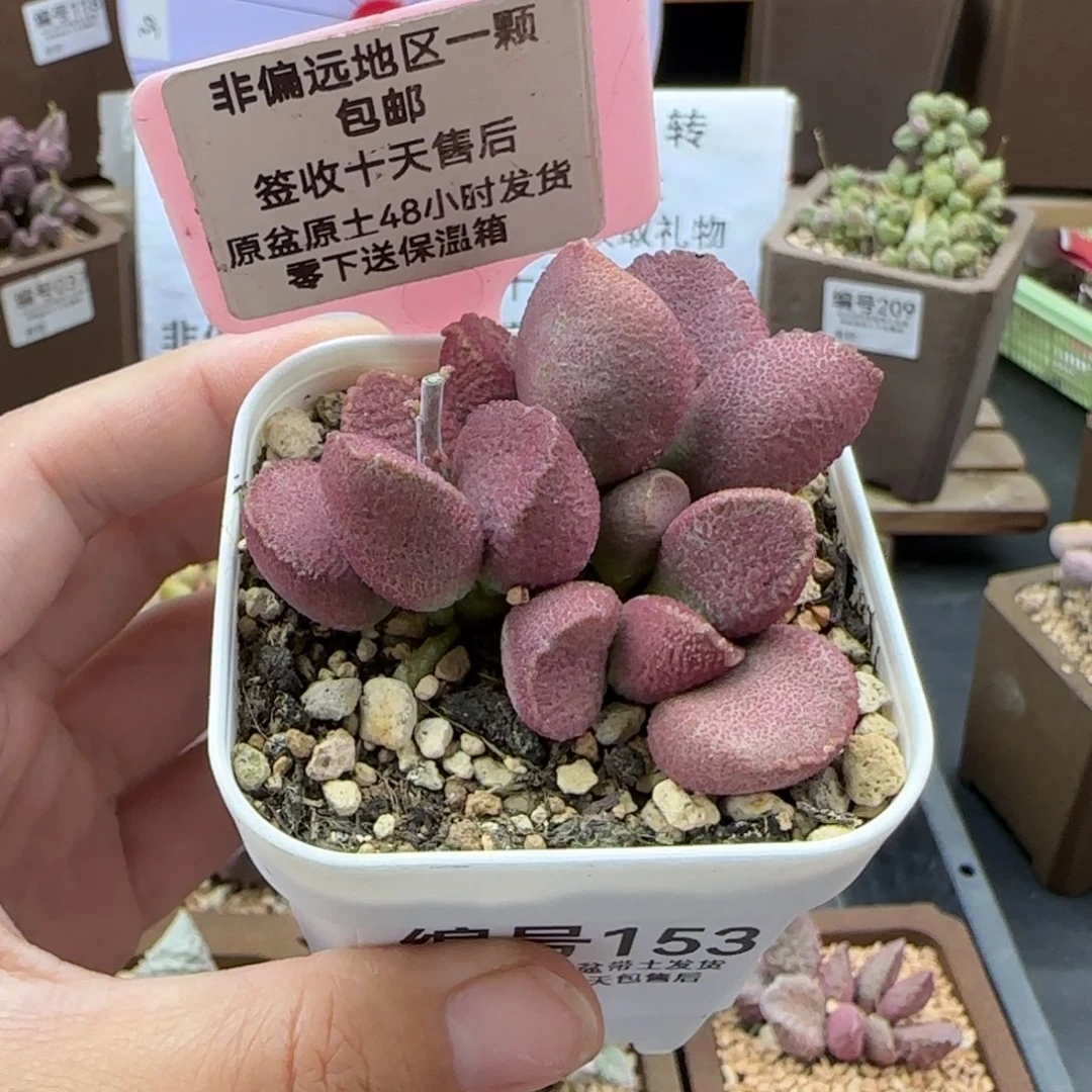 153赛猪肝多肉植物