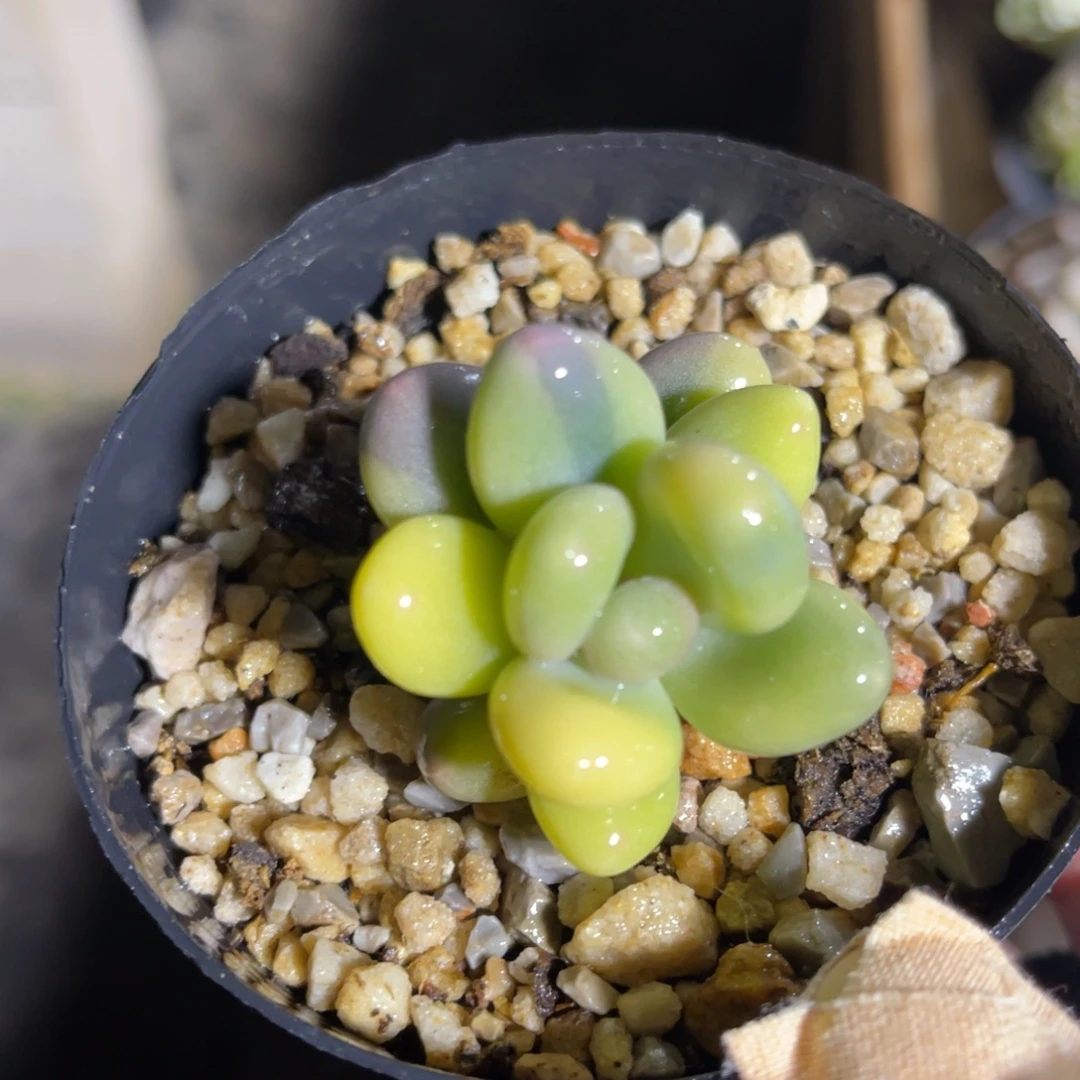 奶酪锦 一物一拍不支持退换